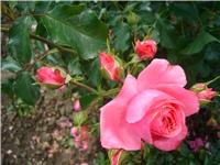 6109ed40-Picture 119.jpg